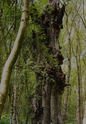 The Natural World of Winnie-the-Pooh